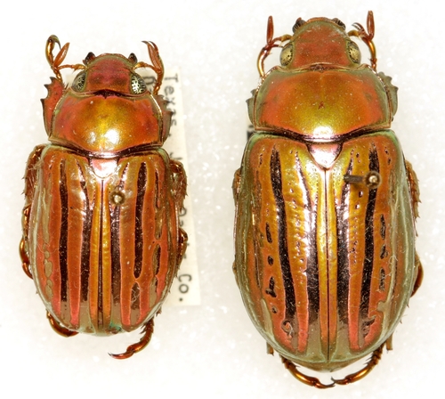 ギンスジウグイスコガネ (Chrysina gloriosa) · iNaturalist