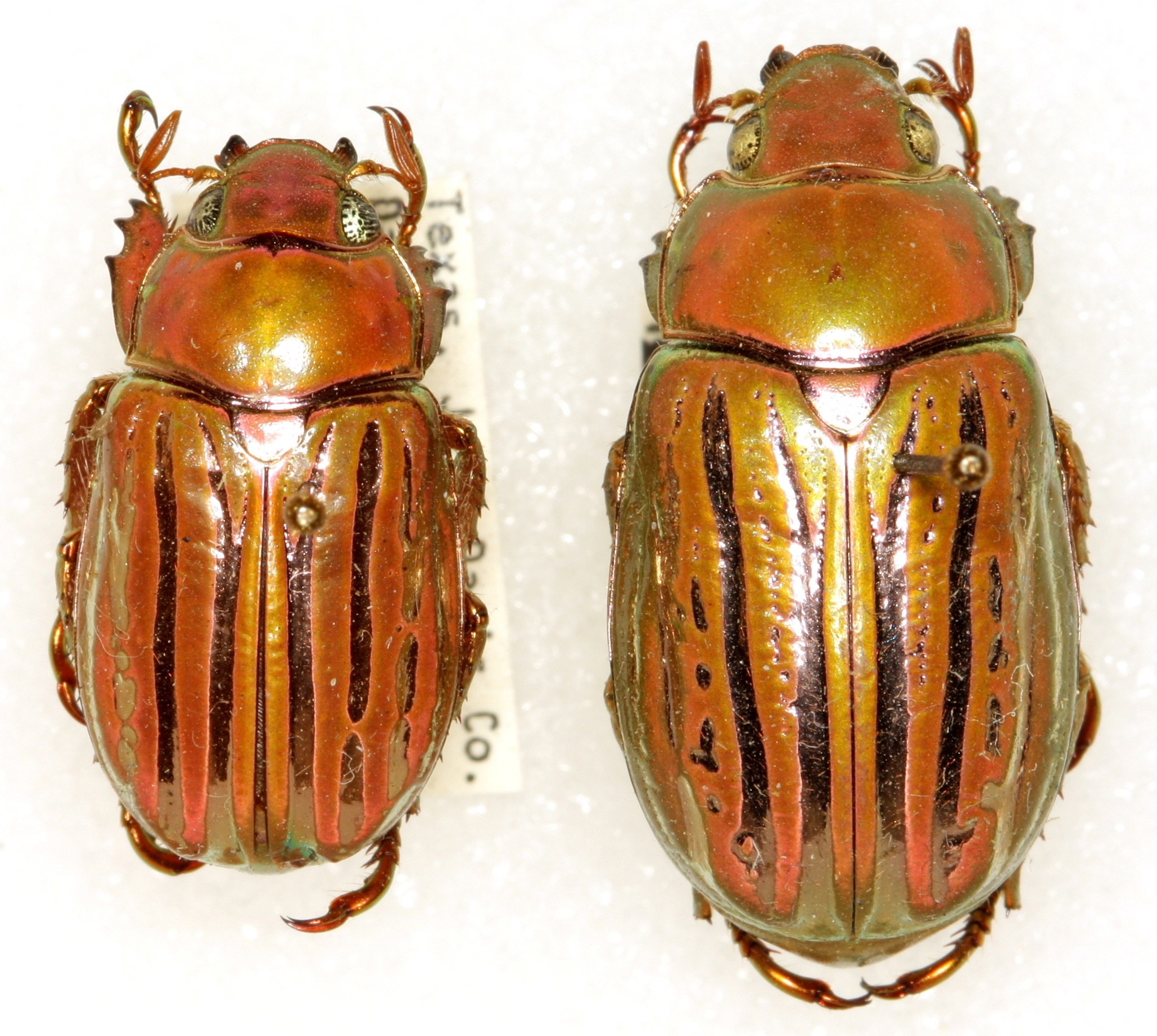 Glorious Jewel Scarab (Chrysina gloriosa) · iNaturalist