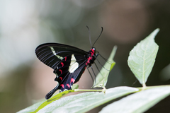 Parides agavus