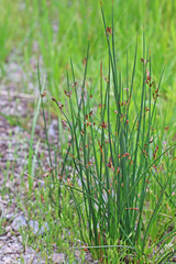 Juncus balticus ater
