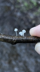 Hemimycena mauretanica