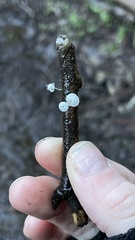 Hemimycena mauretanica