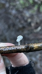 Hemimycena mauretanica