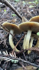 Pholiota brunnescens