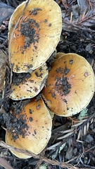Pholiota brunnescens