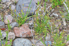 Juncus bryoides