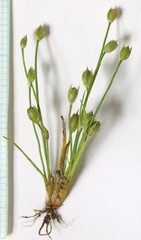 Juncus bryoides