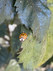 Harmonia axyridis