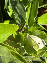 Pieris rapae