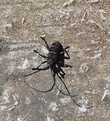 Ceroplesis orientalis