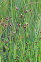 Juncus saximontanus