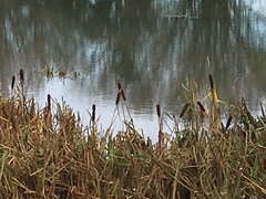 Typha latifolia