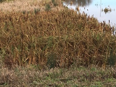 Typha latifolia