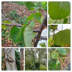 Betula celtiberica