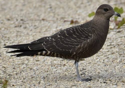 Págalo rabero (Stercorarius longicaudus)