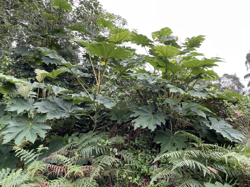 Tetrapanax papyrifer image