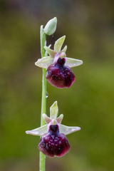 Ophrys helenae
