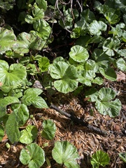 Gunnera magellanica