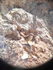 Scelorchilus albicollis