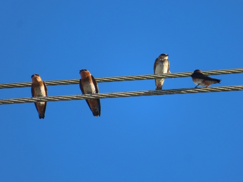 Golondrina pueblera (Petrochelidon fulva)
