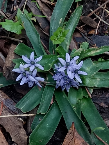 Hyacinthoides image