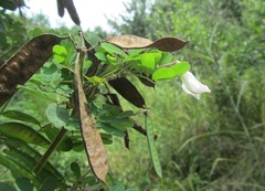 Tephrosia inandensis