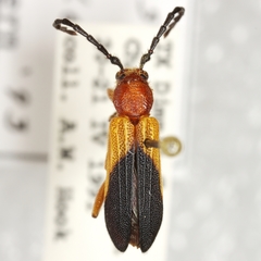 Elytroleptus divisus