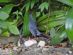 Turdus plumbeus