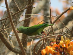 Brotogeris sanctithomae