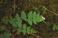 Woodsia obtusa occidentalis