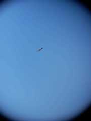 Geranoaetus polyosoma polyosoma