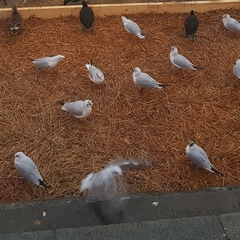 Chroicocephalus ridibundus