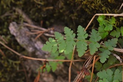 Woodsia obtusa occidentalis