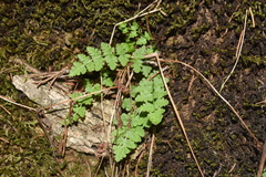Woodsia obtusa occidentalis