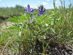 Lupinus pusillus