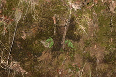 Woodsia obtusa occidentalis