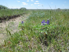 Lupinus pusillus