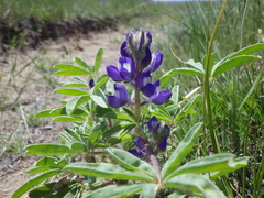 Lupinus pusillus