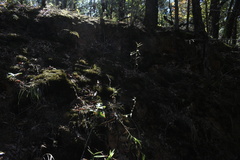 Woodsia obtusa occidentalis
