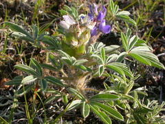 Lupinus pusillus