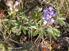 Lupinus pusillus