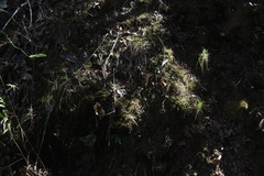 Woodsia obtusa occidentalis