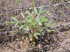 Lupinus pusillus