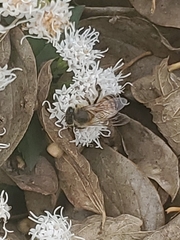 Apis mellifera