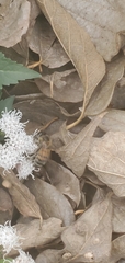 Apis mellifera