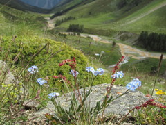 Rumex acetosella acetoselloides