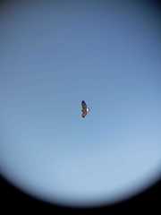 Geranoaetus polyosoma polyosoma