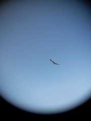 Geranoaetus polyosoma polyosoma