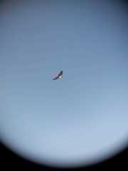 Geranoaetus polyosoma polyosoma