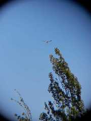 Geranoaetus polyosoma polyosoma